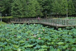 莲花湖抒怀