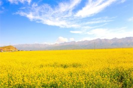 春之约，油菜花