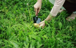 春天挖野菜