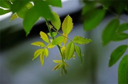 最忆儿时夏日长