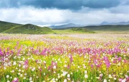 绿的原野，花的海洋