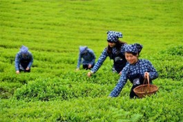 鹧鸪天·茶是故乡浓