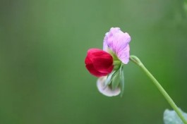 大山里的幸福花