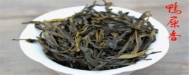 鸭屎香是什么茶（鸭屎香属于乌龙茶）