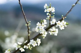 赴一场浪漫花事