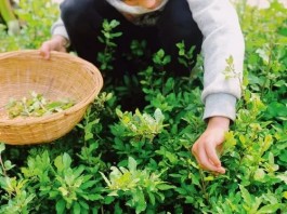 春日杞芽鲜