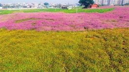 在波斯菊花海写生