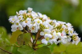 漫山桐花入梦来