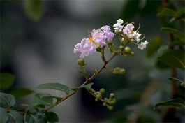 紫薇花五十郎