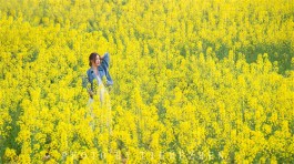 油菜花开