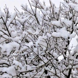 迟来的瑞雪