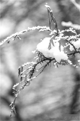 道是大雪最诗意