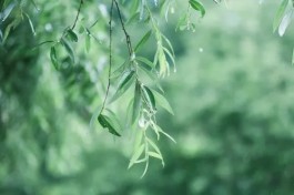 春雨