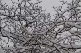 会开小雪花的树