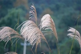 芦花暖屋