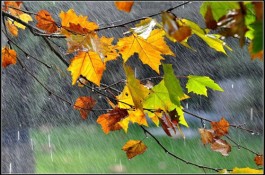 秋天的雨