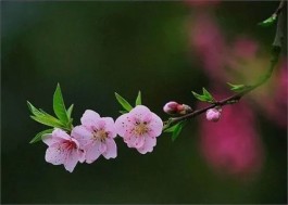 春日山村烟火气