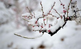 雪，绽开一树梅