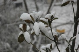  立春后的一场大雪