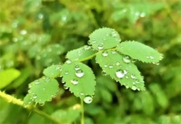 静坐窗前听雨声