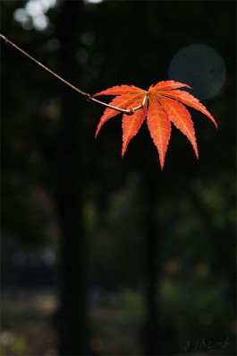 晚来秋意浓