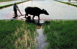 一犁春雨