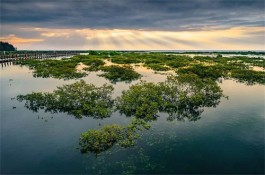 夕照红树林