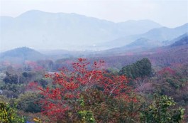 苏东坡与昌江木棉花