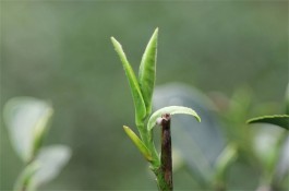 茶香幽幽醉了春风