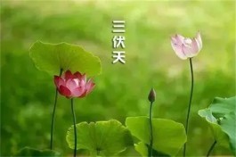 伏天不“伏”