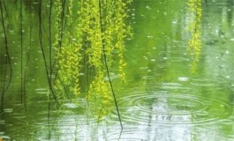 春雨的消息