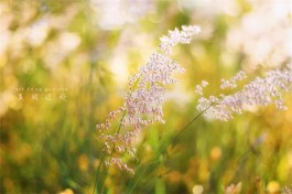 夏风拂过天龙顶（外一首）