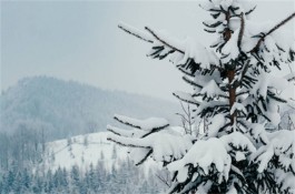 站在雪地间