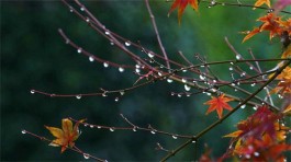 秋雨