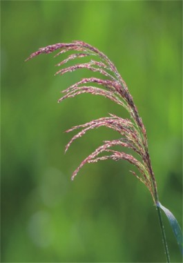 芦花千顷月明中