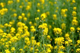 油菜花开满地金