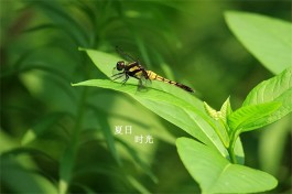 季节的心（外三首）