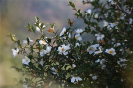 油茶花盛开时来看你