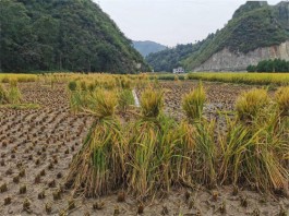 水调歌头·归田忙