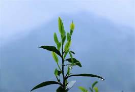 清明时节东水山雨中访茶