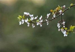 春风吹起的时候