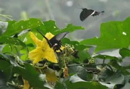 丝瓜花开满院黄