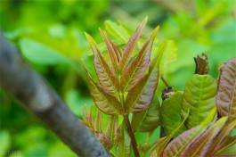 春芽生大树